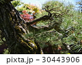 松の木 30443906