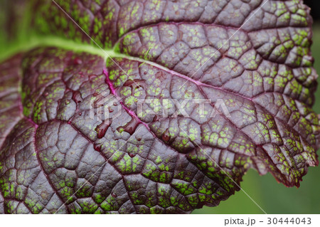 タカナ・赤大葉の葉と雨雫 30444043