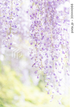 みやまの里森林公園 みやまの里森林公園 30444066