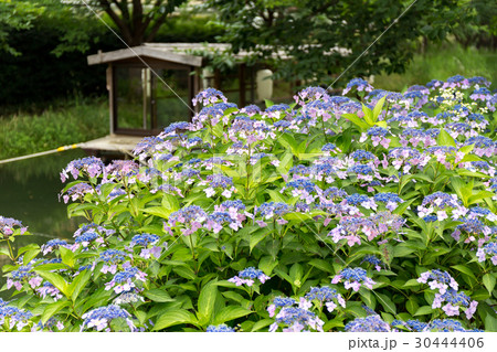 伏見の十石舟と紫陽花 30444406