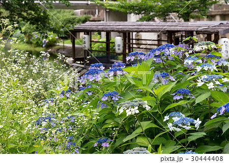 伏見の十石舟と紫陽花 30444408