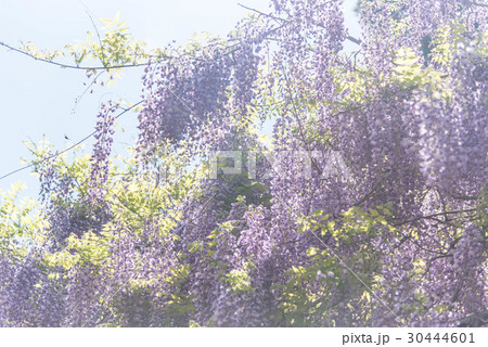 みやまの里森林公園 30444601
