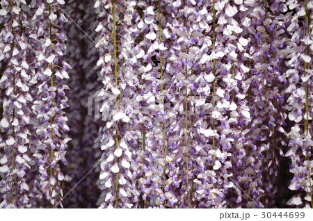 藤枝市蓮華寺池 藤の花 アップ 紫 藤枝市蓮華寺池 藤の花 アップ 紫 30444699