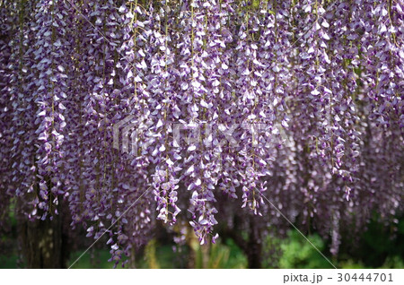 藤枝市蓮華寺池 藤棚 紫 藤枝市蓮華寺池 藤棚 紫 30444701