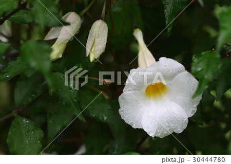自然　植物　キダチヤハズカズラ、白い花を咲かせる品種のようです。四月の石垣島にて 30444780