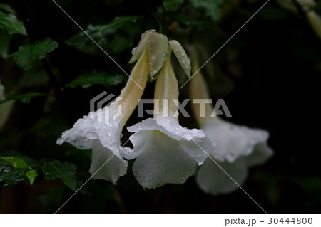 自然　植物　キダチヤハズカズラ、白花種。温室で見るような植物が八重山では生垣になっています 30444800