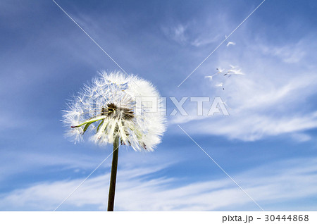 青空とタンポポの綿毛 青空とタンポポの綿毛 30444868
