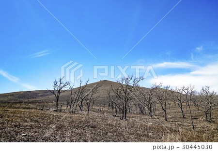 一目山 野焼き 一目山 野焼き 30445030