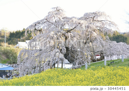 三春の滝桜(日本三大桜) 三春の滝桜(日本三大桜) 30445451