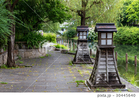 伏見の紫陽花 30445640