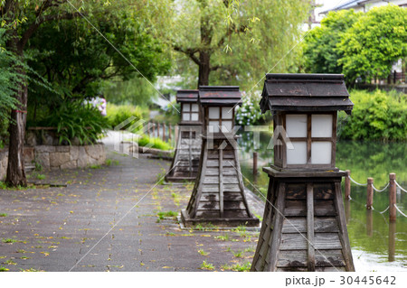 伏見の紫陽花 30445642