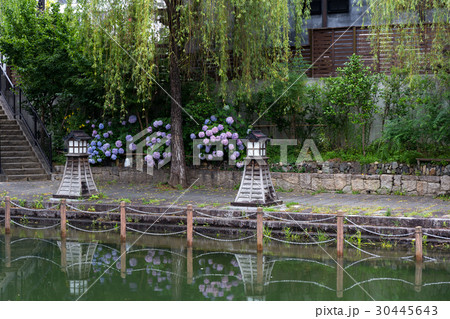 伏見の紫陽花 30445643