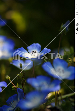 るりからくさ 30445727