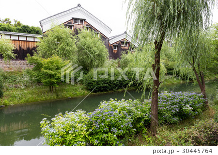 伏見の酒蔵と紫陽花 30445764