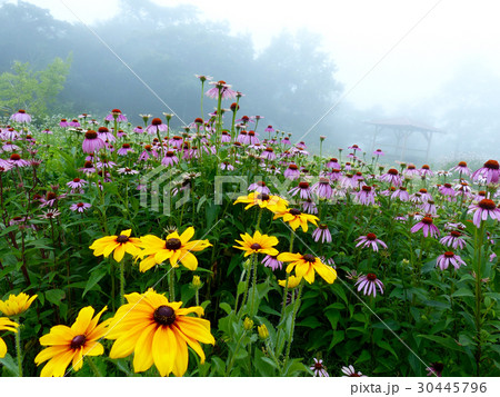 霧のベールをかぶったエキナセア 霧のベールをかぶったエキナセア 30445796