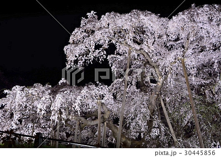 三春の滝桜のライトアップ風景(日本三大桜) 三春の滝桜のライトアップ風景(日本三大桜) 30445856