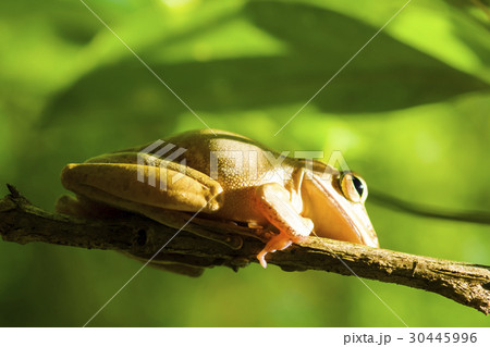 Common tree frog or golden tree frog and backgroun Common tree frog or golden tree frog and backgroun 30445996
