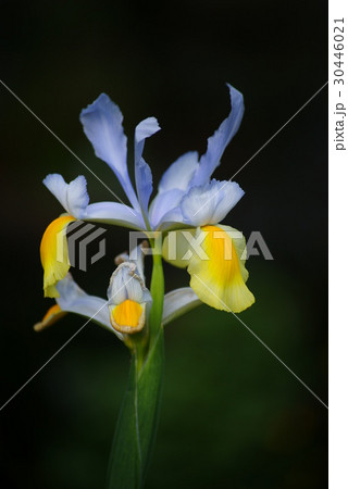 ダッチアイリス 30446021