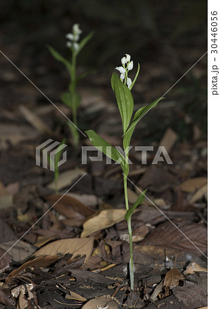 ギンラン ギンラン 30446056