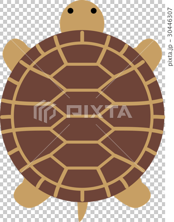 Land Turtle Seen From Above Stock Illustration