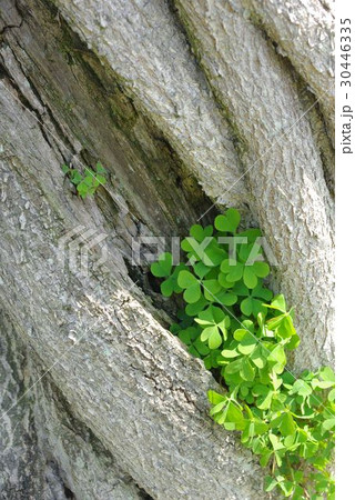 藤の幹に包まれるクローバー 藤の幹に包まれるクローバー 30446335