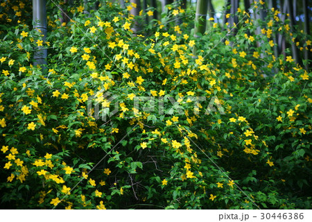 やまぶき やまぶき 30446386