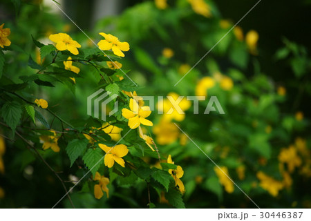 やまぶき やまぶき 30446387