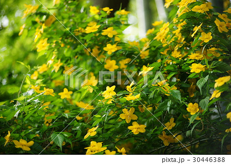 やまぶき やまぶき 30446388