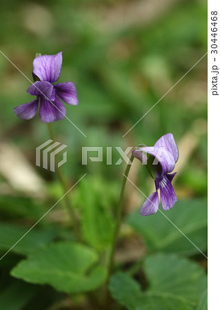 自然　植物　リュウキュウコスミレ、沖縄でよく見かけるスミレ。冬から春にかけて沢山咲いています② 30446468