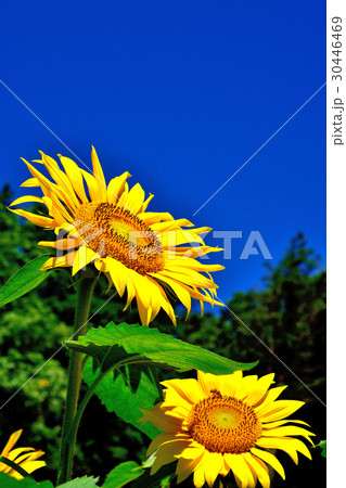満開のヒマワリ 30446469