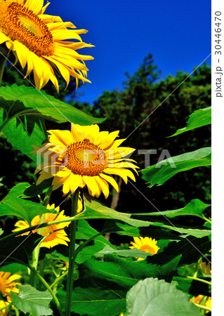 満開のヒマワリ 30446470