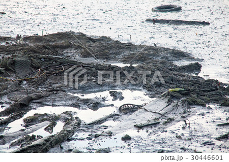 Dirty muddy beach showing a dump site 30446601