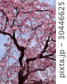 桜 30446625