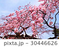 桜 30446626