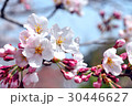 桜 30446627