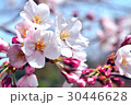 桜 30446628