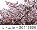 桜 30446630