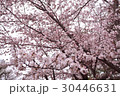 桜 30446631