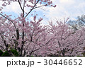 桜 30446652