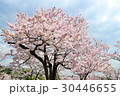 桜 30446655