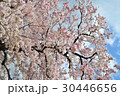 桜 30446656