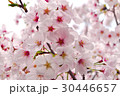 桜 30446657