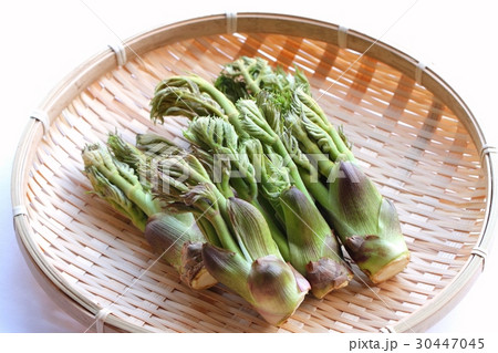 タラの芽 タラの芽 30447045