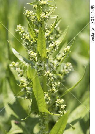 ホウレンソウの花の写真素材