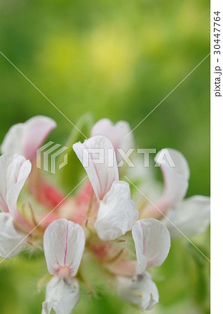 優しい美しさロータス・ブリムストーン 30447764