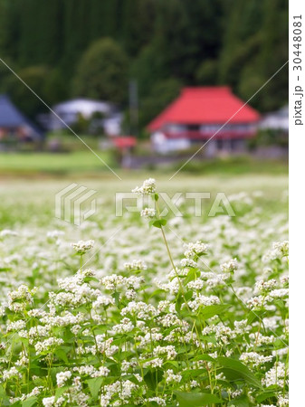 蕎麦の花　美麻新行 30448081