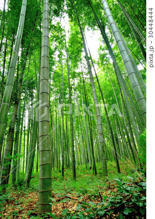 風で揺れる竹林 30448444