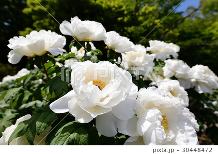 牡丹の花 30448472