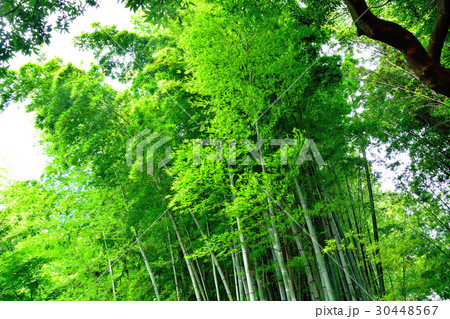 風で揺れる竹林 30448567