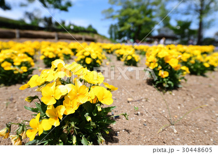 パンジーの花壇 パンジーの花壇 30448605